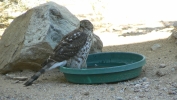 PICTURES/Hawks/t_Young Coopers Hawk1.JPG